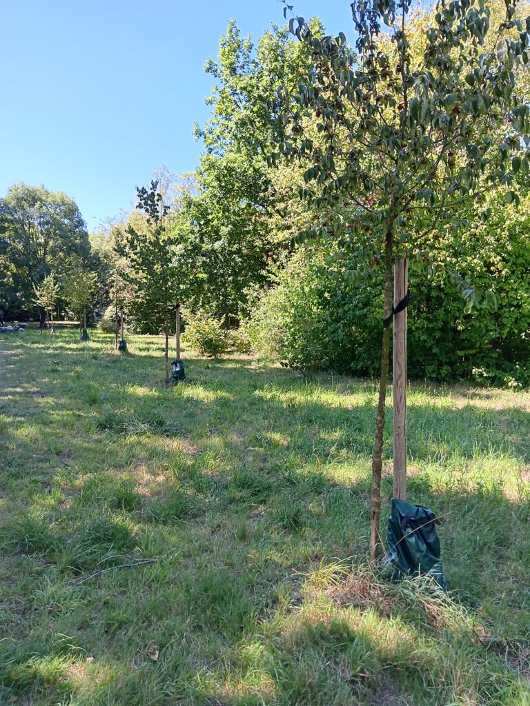 Arbeiten für Hundewiese haben begonnen
